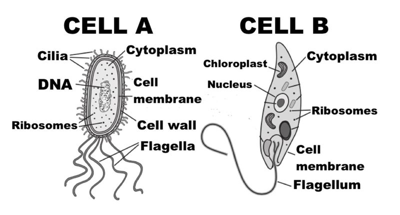 Which of the following is true A-both cell A and B are eukaryotic because they have-example-1