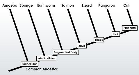 I NEED HELP PLEASE Which is a correct interpretation of this cladogram? A. Kangaroos-example-1