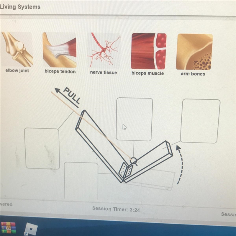 tarah built a model that shows how the skeletal and muscular systems allow the human-example-1