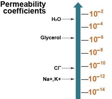 Permeability coefficients measure the speed of passage of various molecules across-example-1