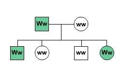 WILL GIVE BRAINILEST; ANSWER QUICKLY Which kind of allele results in the trait indicated-example-1