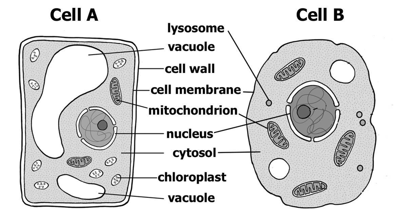 What type of cell is Cell B? Choose 1 answer: (Choice A) Bacterial cell (Choice B-example-1