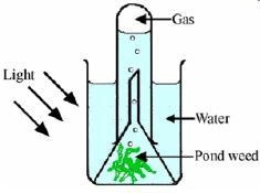 A student is collecting the gas given off from a plant in bright sunlight at a temperature-example-1