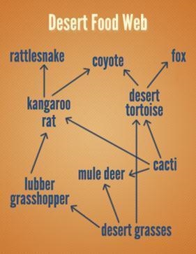 In the desert food web shown below, which of the following best describes the transfer-example-1