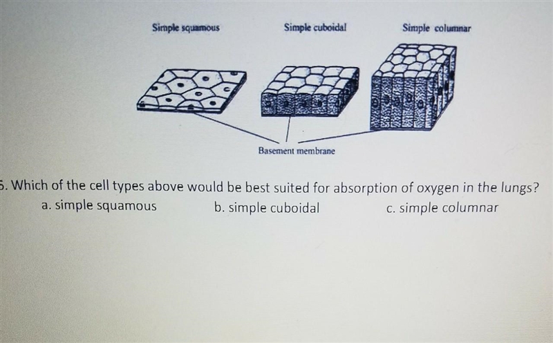 Please Help! 6. Which of the cell types above would be best suited for absorption-example-1