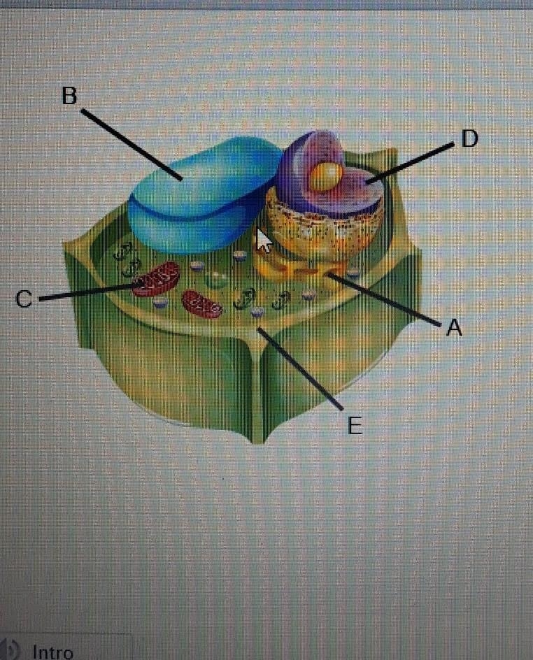 Entifying Structures in the Cell Identify the labeled structures A,B,C​-example-1