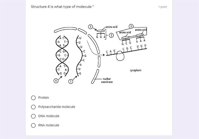 Structure 4 is what type of molecule (PLEASE LOOK AT THE picture and help me im almost-example-1