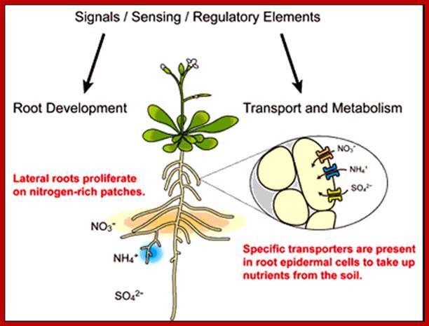 Which organ is responsible for absorbing nutrients like nitrogen. root,leaf,stem-example-1