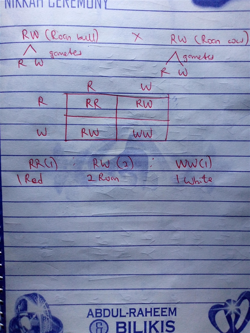 In cattle, codominance of the allele for a red coat (R) and the allele for a white-example-1