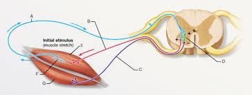 The synapse between which two neurons is a part of a monosynaptic reflex arc?-example-1