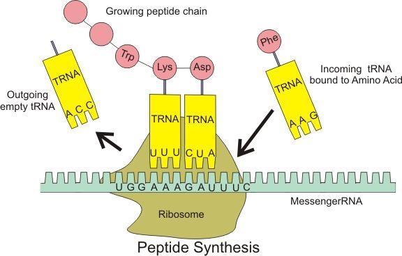 What letter represents tRna-example-1