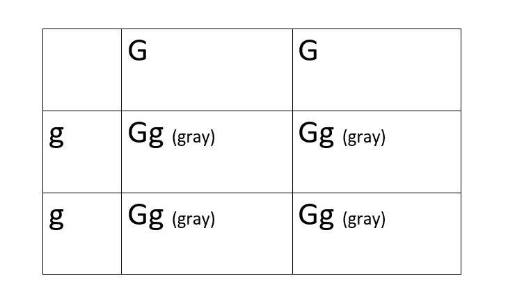 In mice, Gray color is considered to be dominant over white. Show the parent genotypes-example-1