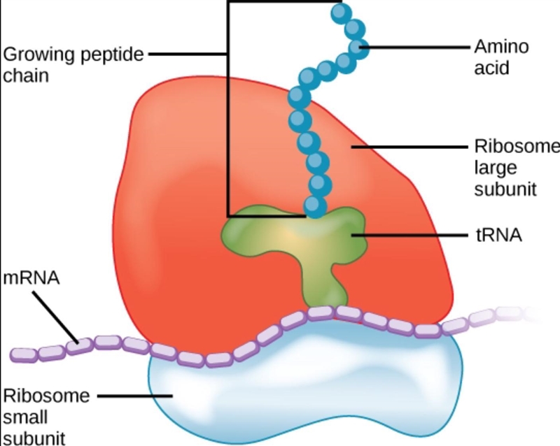 Structure of a ribosome-example-1