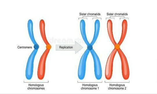 A) chromatin b) chromosome c) centromere d) chromatid-example-2