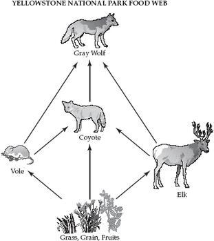 1. Create a food web based on the information provided in the article. Include the-example-1