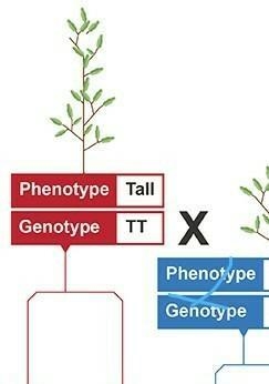 What is used to show alleles (different forms of genes) in a genetic diagram-example-1