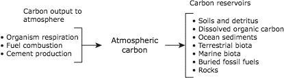 Which of these disruptions would cause an excess output in the Carbon Cycle?-example-1