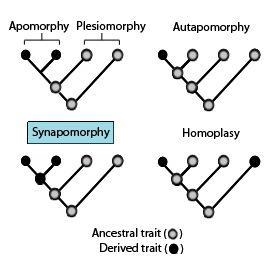 True or false? The absence of a trait cannot be used as a synapomorphy in phylogenetic-example-1