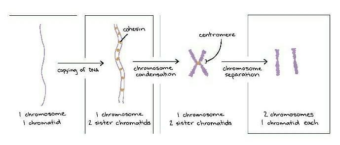 Cohesin centromere TATU copying of DNA chromosome condensation chromosome separation-example-1