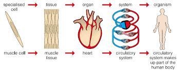 Which of the following is true regarding tissue? a) An example of tissue is the digestive-example-1