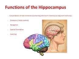 Damage to the ________ is most likely to interfere with explicit memories of newly-example-2