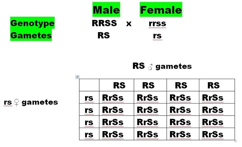 In snakes, being rude ( R ) is dominant to being respectful (r), and being sneaky-example-1