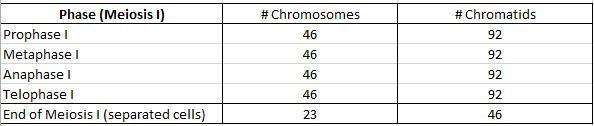 How many chromosomes are present during prophase? * In mitosis-example-1