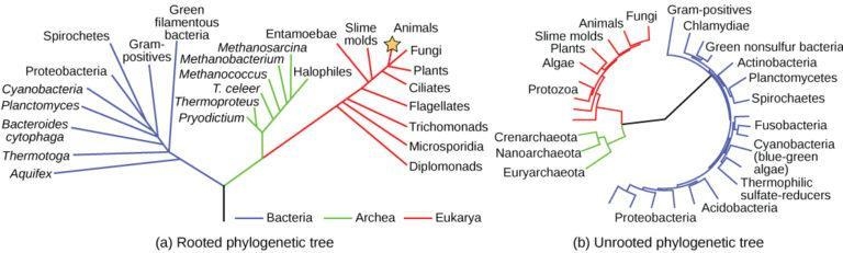 What can be inferred from the phylogenetic tree shown? A) They are all equally related-example-1