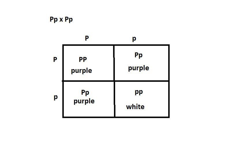 "Plants from two pure lines", one with purple flowers (P/P) and the other-example-1