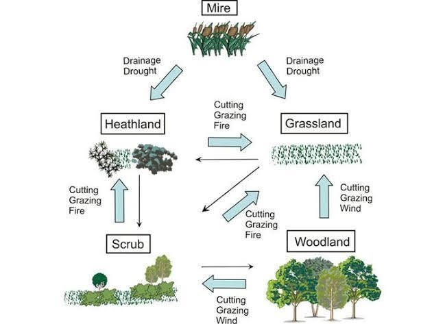 Help! biology!! can someone send me an image that is an ecosystem diagram? a good-example-1