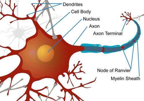 A nerve impulse from one neuron affects the activity of a neighboring neuron at a-example-2