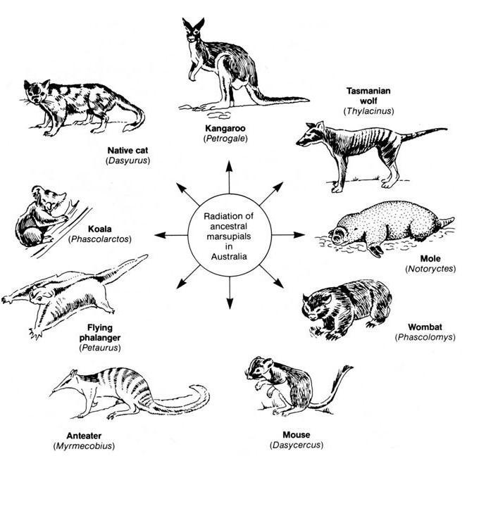 The process of adaptive radiation produces:-example-1