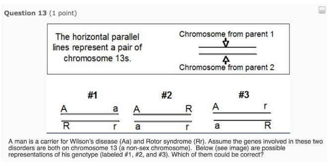 A man is a carrier for Wilson's disease (Aa) and Rotor syndrome (Rr). Assume the genes-example-1