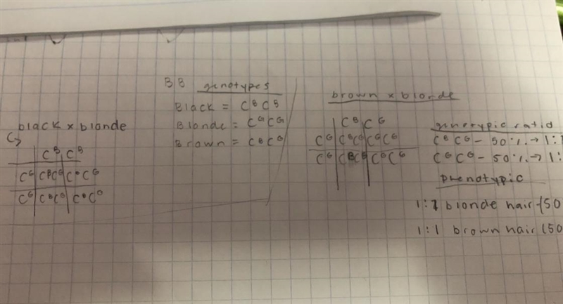 USE PAPER TO MAKE YOUR PUNNETT SQUARE. In humans, black hair is incompletely dominant-example-1