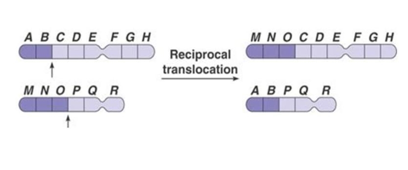 What is traslocation​-example-1