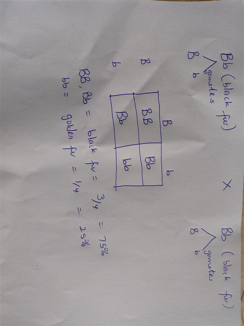 In Labrador dogsblack fur (B) is dominant over golden fur (b). If you cross two heterozygous-example-1