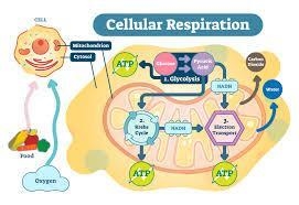 What is photosynthesis and Cellular respiration in a paragraph?-example-1