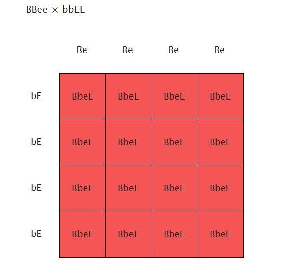 In rabbits, black fur (B) is dominant to white (b), and long ears (E) are dominant-example-1