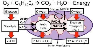 13. Write a flow chart for Aerobic respiration starting from Glucose to carbon dioxide-example-1