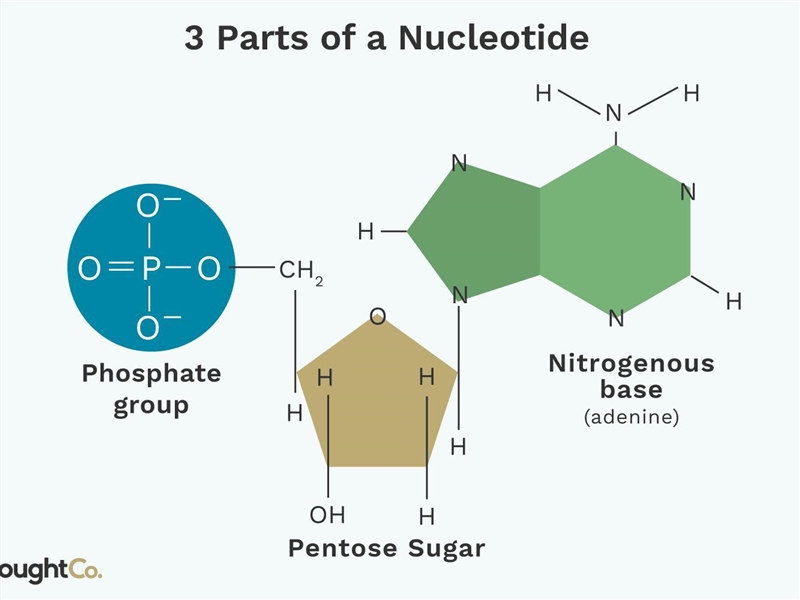 Label three parts of a nucleotide-example-1