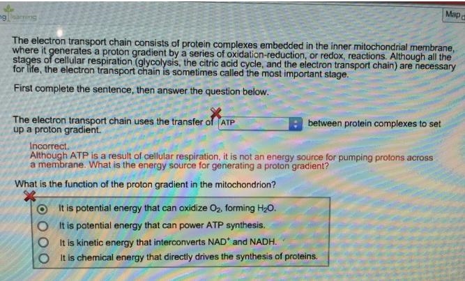 The electron transport chain consists of protein complexes embedded in the inner mitochondrial-example-1