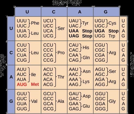 Which statements are true about variations in the genetic code? Select all that apply-example-2