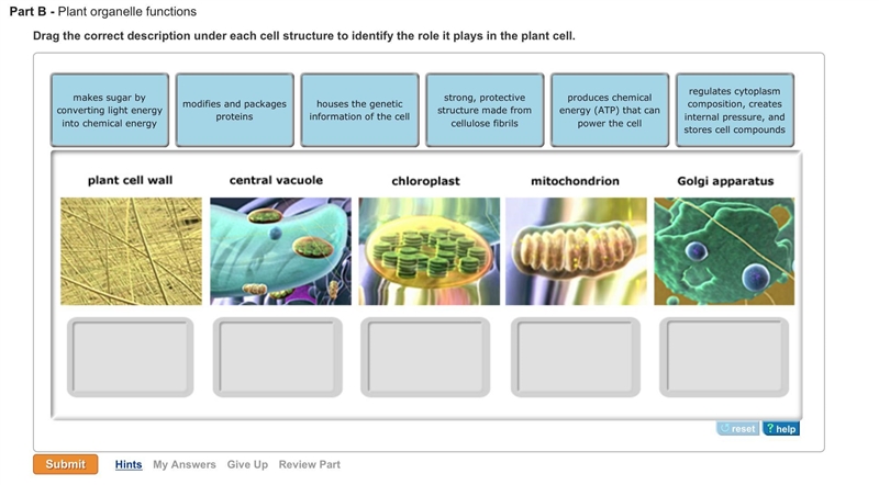 Plant organelle functions drag the correct description under each cell structure to-example-1