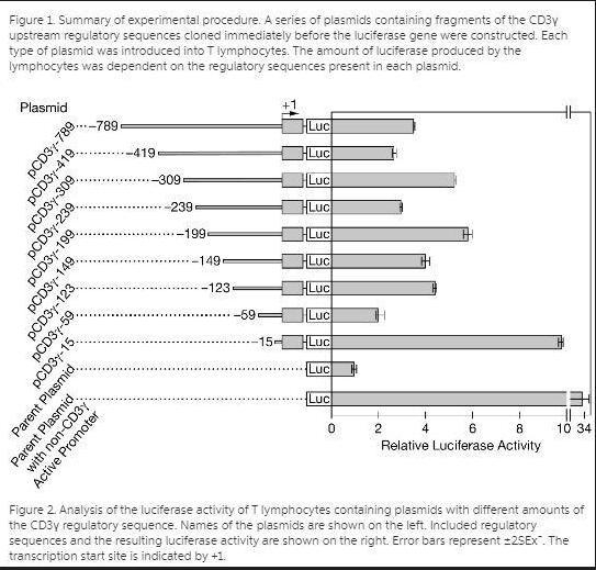 Calculate the approximate percent increase in luciferase activity between cells containing-example-2