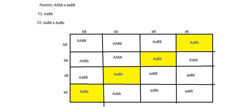 With independent assortment, the ratio of genotypes in the F2 generation of a cross-example-1