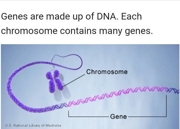 What makes up genes? Explain in 1 paragraph please-example-1