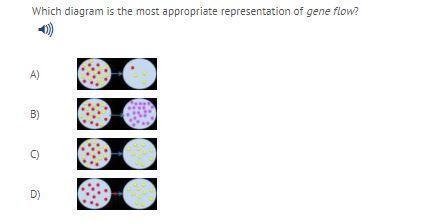 Which diagram is the most appropriate representation of gene flow?-example-1