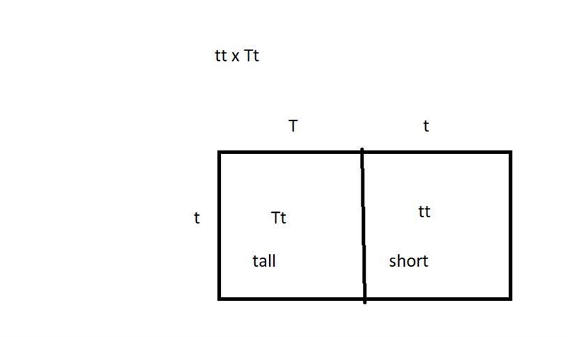 An F1 plant that is homozygous for shortness is crossed with a heterozygous F1 plant-example-1