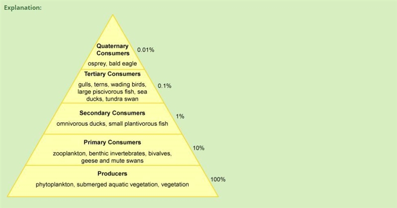 Draw a trophic pyramid using the animals in the Chesapeake Bay ecosystem. Include-example-1