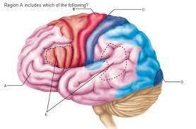 The cortical regions indicated by e are involved in what functions?-example-1